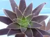 Succulent Plant ID