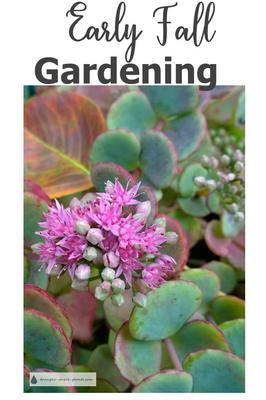 early-fall-gardening-21923999