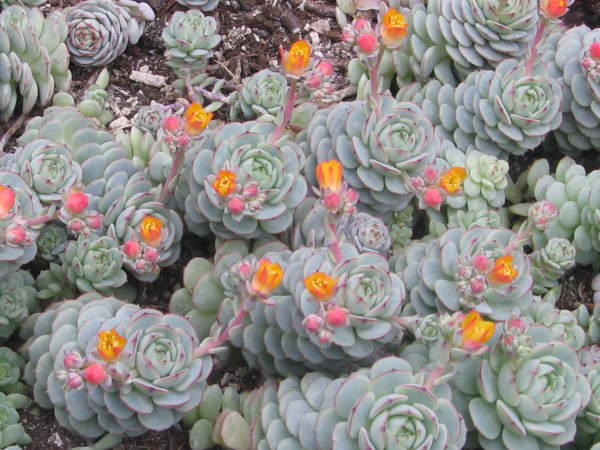 Orange and pink flowers cover the plants for several weeks from early spring to summer
