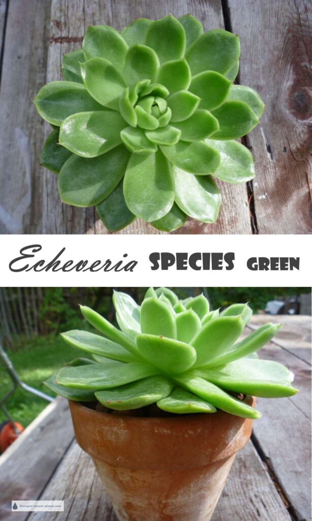 echeveria-species-green900x1500