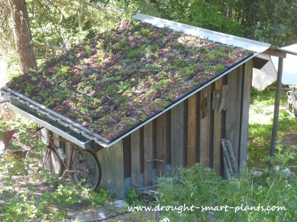 eggporeum-modular-green-roof.