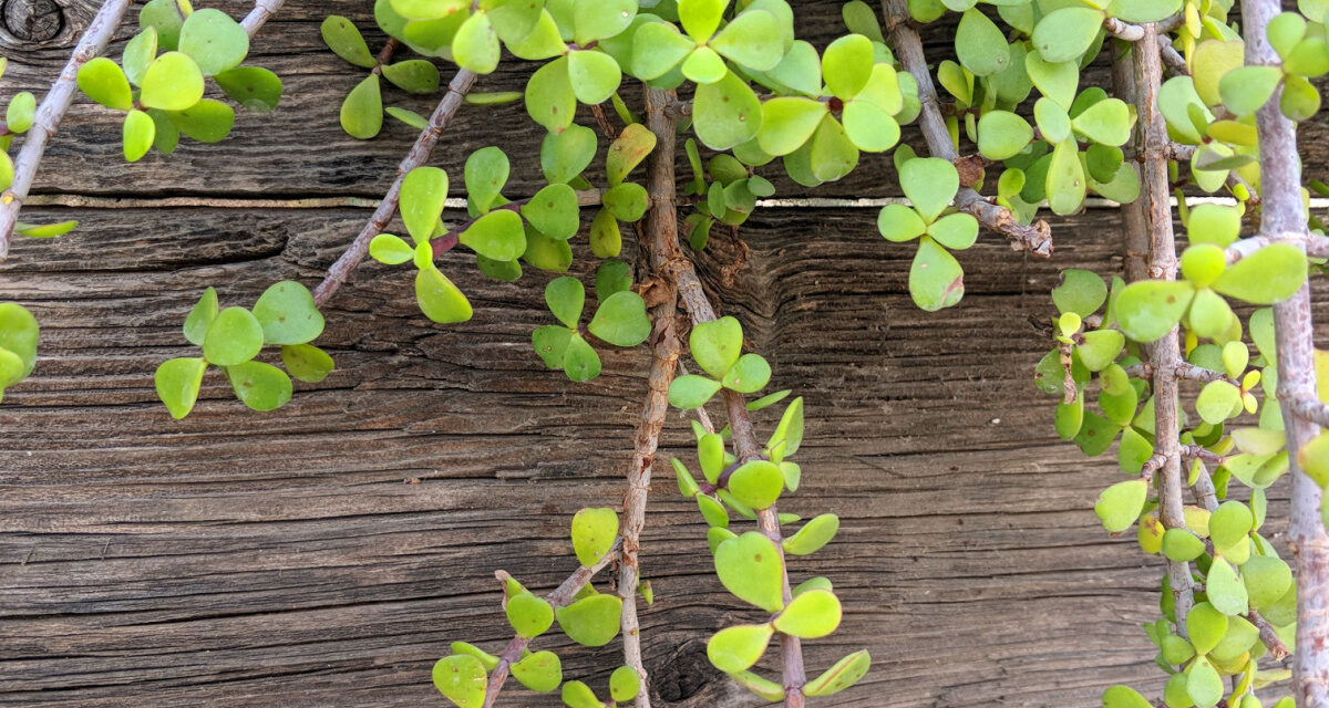 Elephant Bush Succulent: Here’s How To Care For This Beautiful Plant