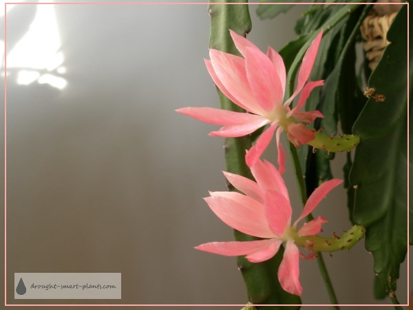 epiphyllum-pink-2-600-1