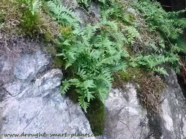 ferns-on-granite-outcropping600