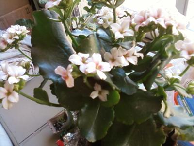 flowering-succulent-21448395