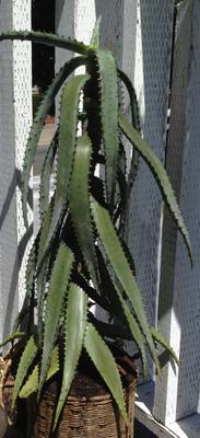 found-a-2ft-tall-succulent-with-drooping-green-spiked-leaved-21667422-1