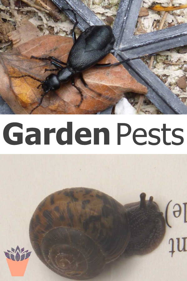 garden pests600x900
