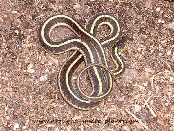 garter snake600.jpg
