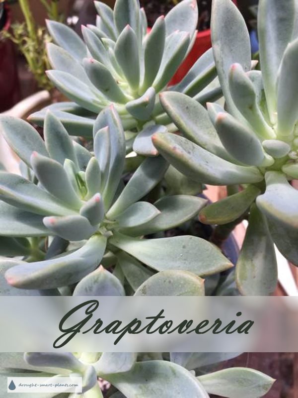 graptoveria600x800