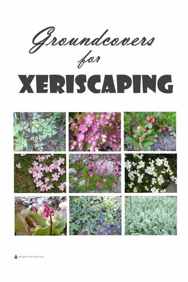 groundcovers-for-xeriscaping