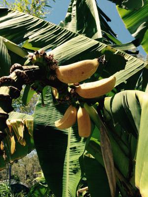 growing-banana-trees-in-a-droughttolerant-garden-21924483