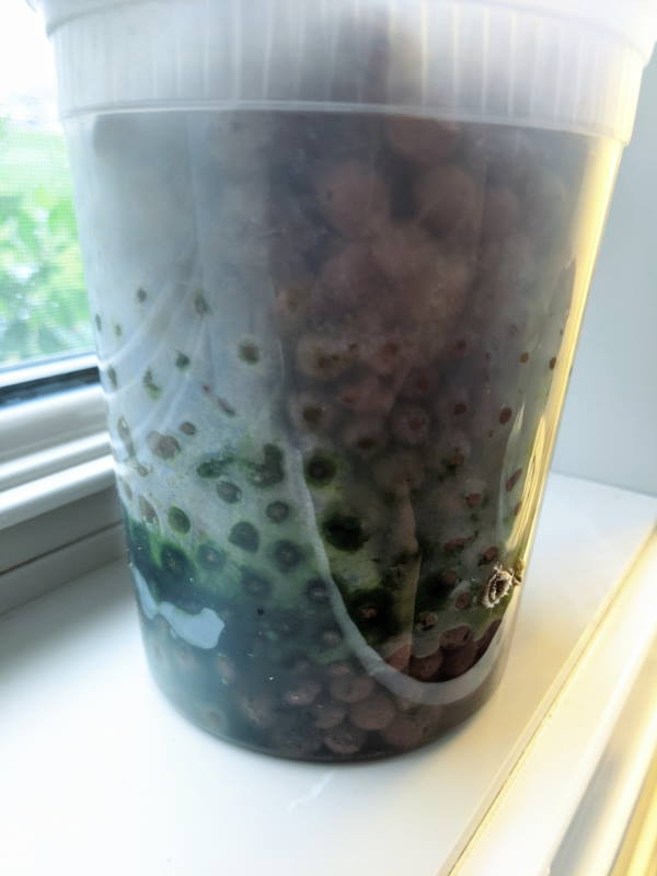 guest-post-semi-hydroponics-clear-container-with-algae