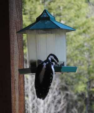 hairy woodpecker at feeder