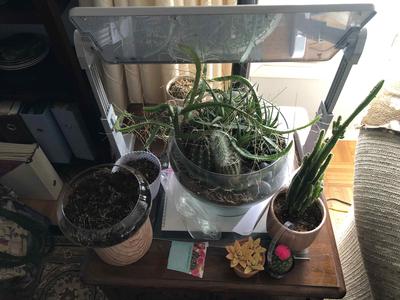 help-with-cactus-plants-21957107