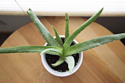 how-to-grow-aloe-succulent-faster-21934786