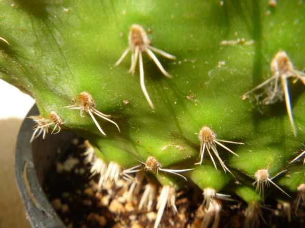 how-to-grow-cold-hardy-cacti-roots600x450