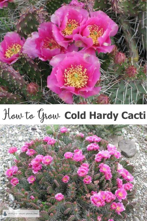 how-to-grow-cold-hardy-cacti600x900