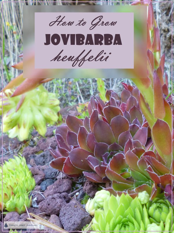 how-to-grow-jovibarba-heuffelii