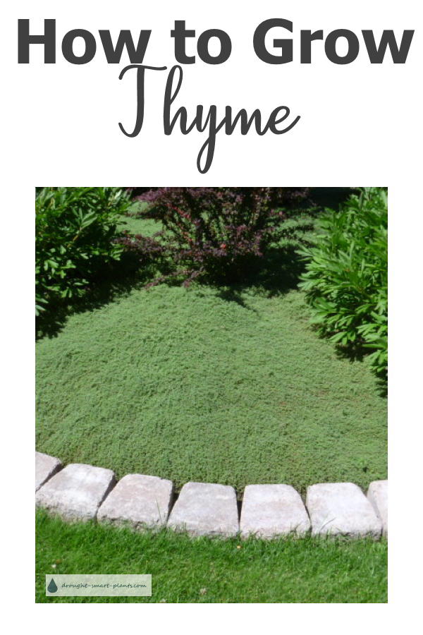 how-to-grow-thyme