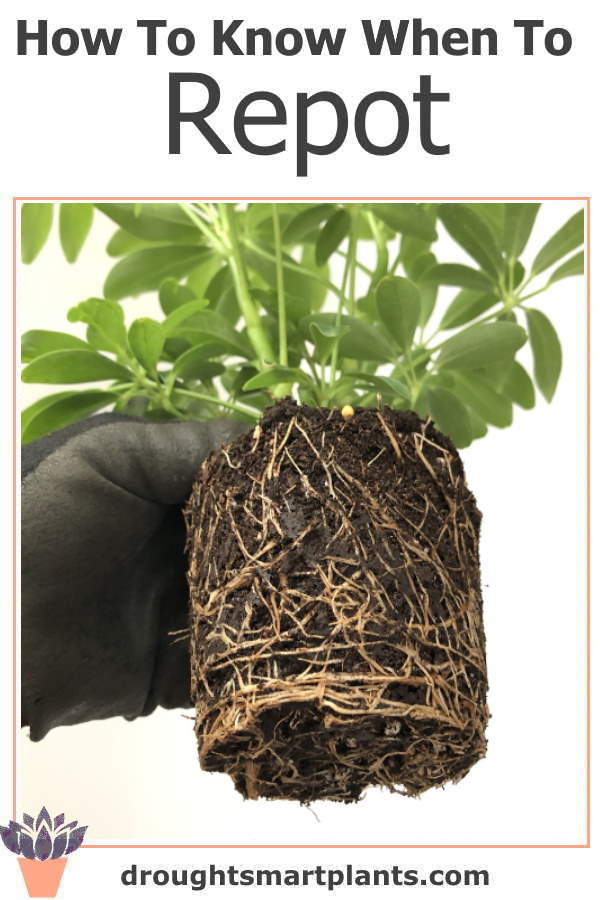 how-to-know-when-to-repot