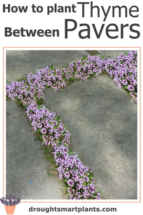 how-to-plant-thyme-between-pavers