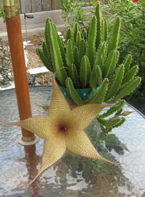 i-have-a-succulent-ive-had-for-many-years-but-this-is-the-first-year-its-ever-bloomed-21404156.