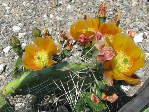 this unusual orange flowered species of Opuntia will go in the wheelbarrow