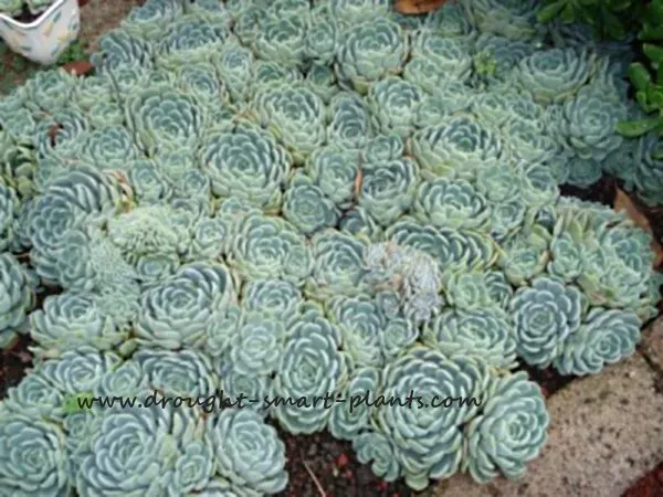 Echeveria also known as hens and chicks