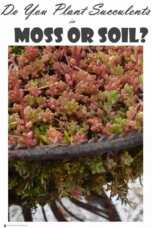 Do you Plant Succulents in Moss or Soil