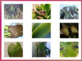 9 Succulent ProblemsWhat Other Visitors Have Said
Click below to see contributions from other visitors to this page...