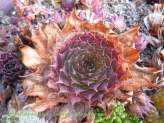 What happens to Sempervivum in the Winter?