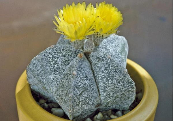 Astrophytum myriostigma - star shaped cactus