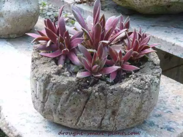 or planting them in beautiful handmade hypertufa pots