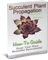 Succulent plant propagation