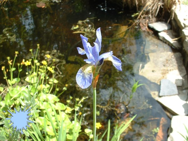 Blue Iris sibirica 'Caesars Brother'