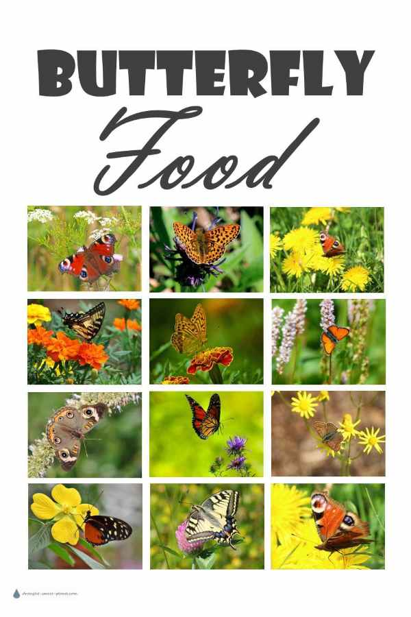 Butterfly Food