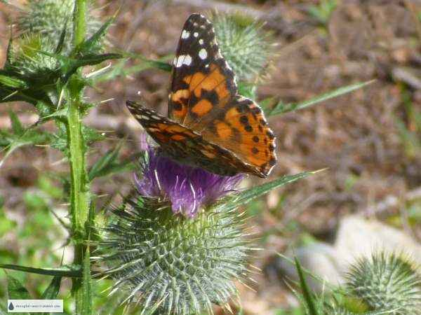 Painted Ladies love the nectar of thistles