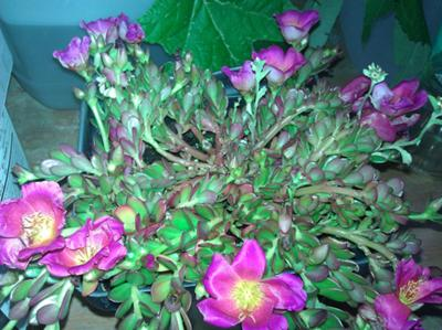called it a moss rose