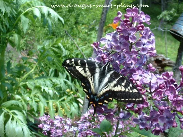 the favorite nectar sources of the Swallowtail butterfly.