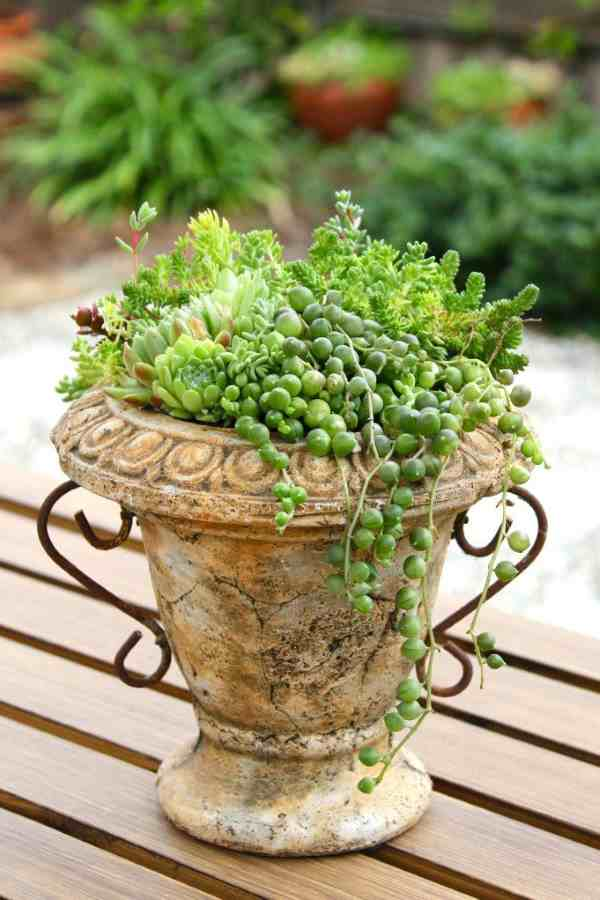 Terracotta Urn with Succulents