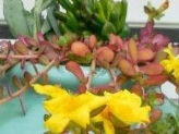 Best Succulent Containers