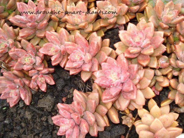 Pink and pretty, this tender sedum hybrid is lovely as a ground cover