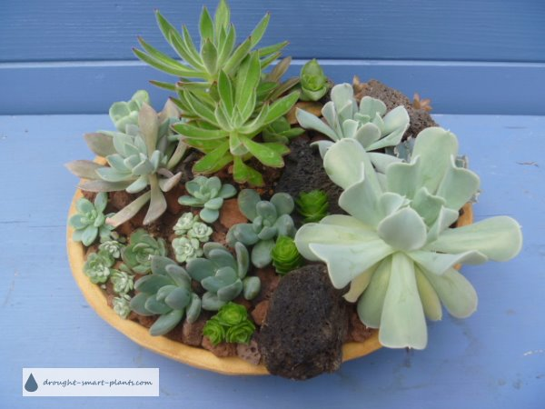 Dish Garden with mixed succulents