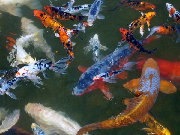 Healthy colorful koi in crystal clear water