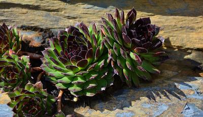 indian-climate-for-succulents-21922462