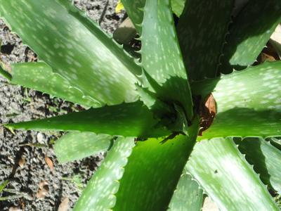 is-it-an-aloe-with-spikes-21717801