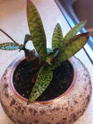 is-this-a-sansevieria-21555600