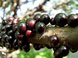 jaboticaba-or-brazilian-grape-tree-21641790