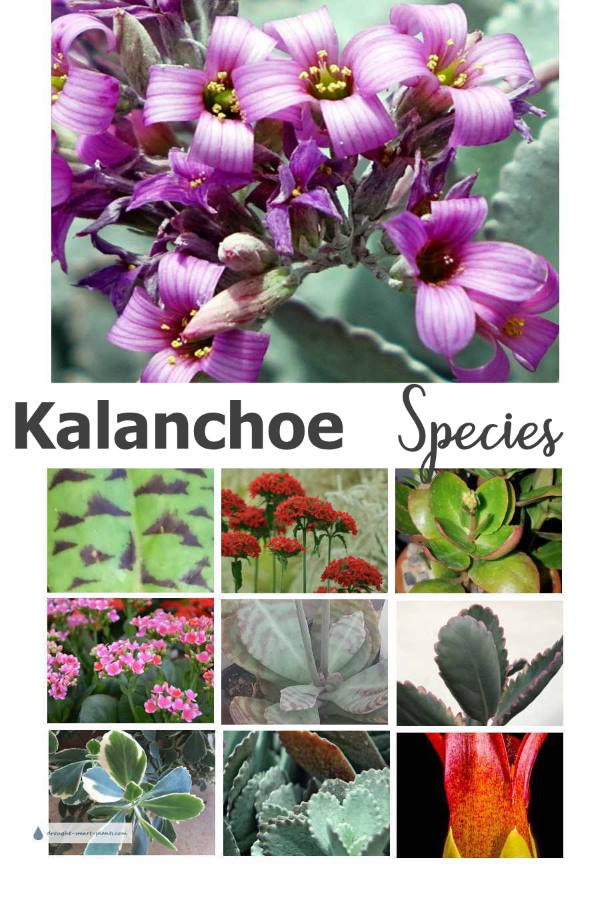 kalanchoe-species600x900.