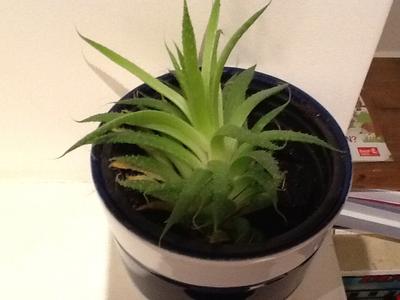 looks-like-aloe-but-i-dont-think-it-is-please-help-21702157